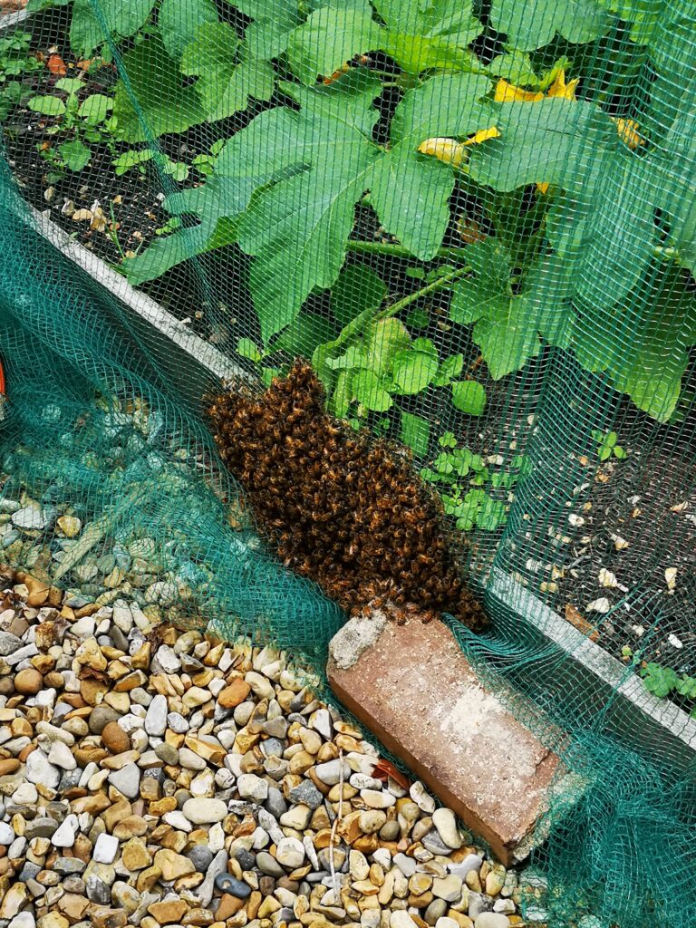 Bee swarm in vegetable patch