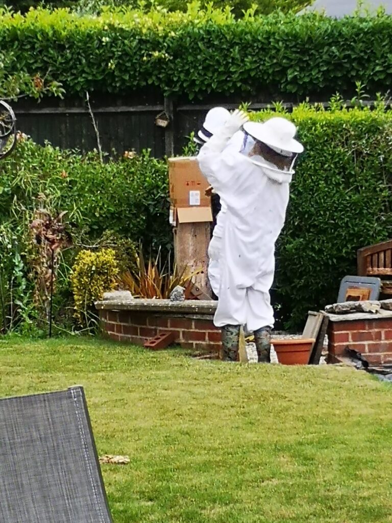 Friendly local beekeepers transferring the swarm to my hive